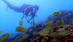 スキューバダイビングボタン